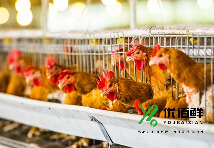 養雞廠（chǎng）