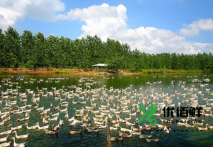 養鴨場（chǎng）