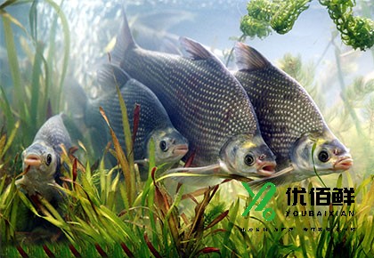 水（shuǐ）產品養殖基地