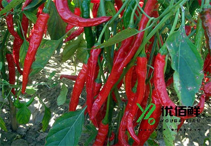 辣（là）椒种植基地（dì）