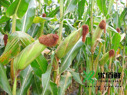户县玉米种植基地（dì）-蔬菜配送